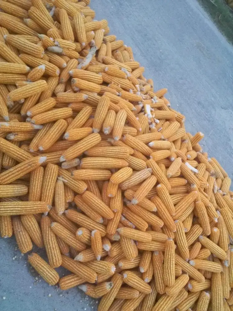 Yellow Bulk Sweet Fresh Kernel Corn Dragon Style June Storage Packing 14-15% Moisture Organic Color 100% Mature Form ECO Super
