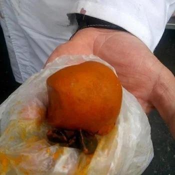 Sell Gallstones Ox Gallbladder Stones Ox Bezoar For Medicine OX Gallstone Supply High Quality Natural Gallstones