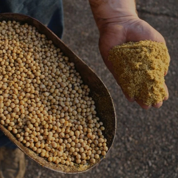 soybean meal for sale for cattle cow horse pig chicken palm kernel cake