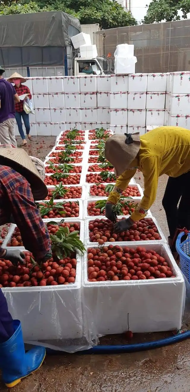  Оптовая продажа специальная кухня Органическая личи класса А очень мягкая сладкая из Вьетнама