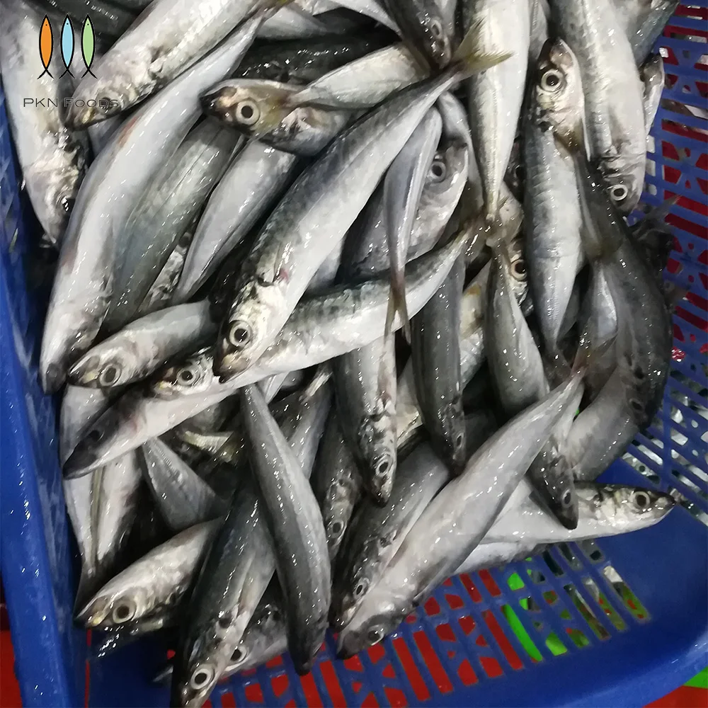 Nature Fresh Seafood Purse Seiner Whole Body Frozen IQF BLOCK Seasonal Decapterus Macrosoma Layang Scad