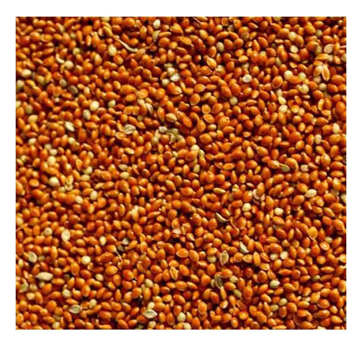 Red Black Yellow millet Glutinous Broomcorn Millet Sticky Millet For Bird seeds