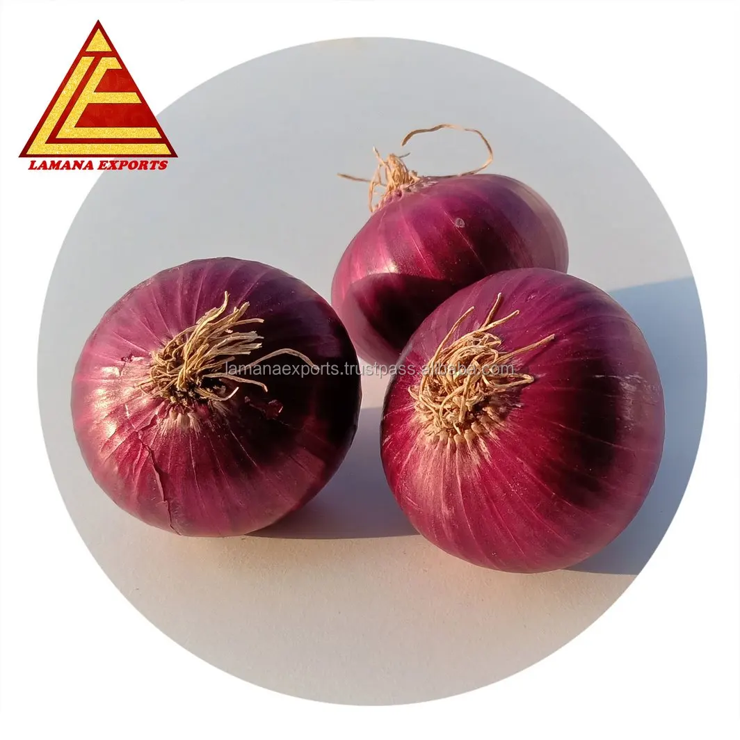 Bangalore Rose Onion New Crop for Malaysia Singapore Vietnam 27mm Fresh Non-peeled COMMON Round Liliaceous Vegetabless
