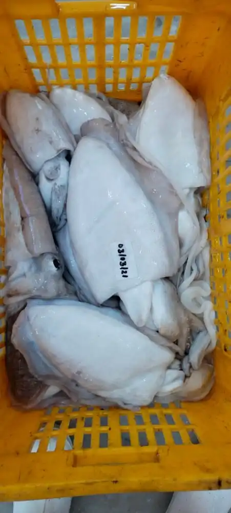 Frozen Cuttlefish whole block frozen from India
