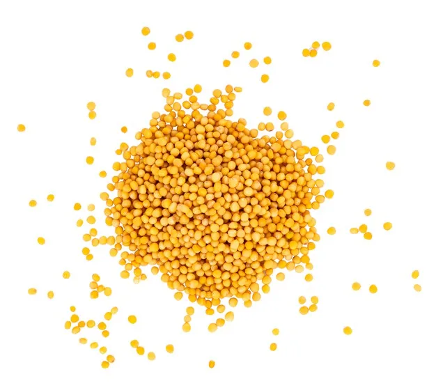 
Yellow Mustards seed 