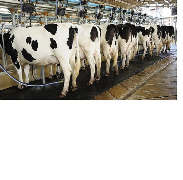 Чистый белый корм для беременных гигантский надувной Holstein скот и свежие яйца