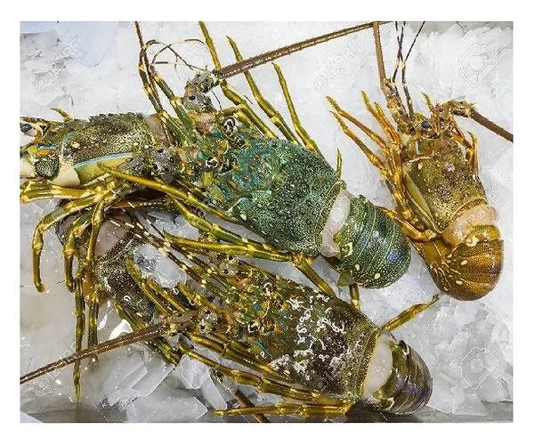 Live Lobsters/Fresh Chilled Lobster/Frozen Lobsters!