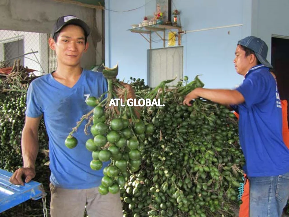 ATL GLOBAL - YOUNG PALM NUT WITH HIGH QUALITY FROM VIETNAM ( Whatsapp: +84975262928, Helen)