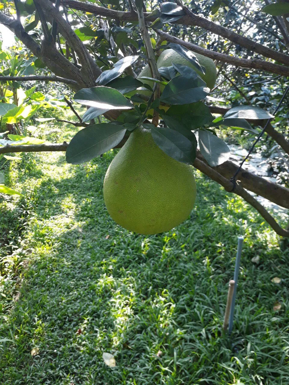 Pomelo Grapefruit Best Quality Fresh Fruit Pomelo Fresh Fruit Grapefruit Contact Vietnam Healthy Nutritious Fresh Sweet Seasonal