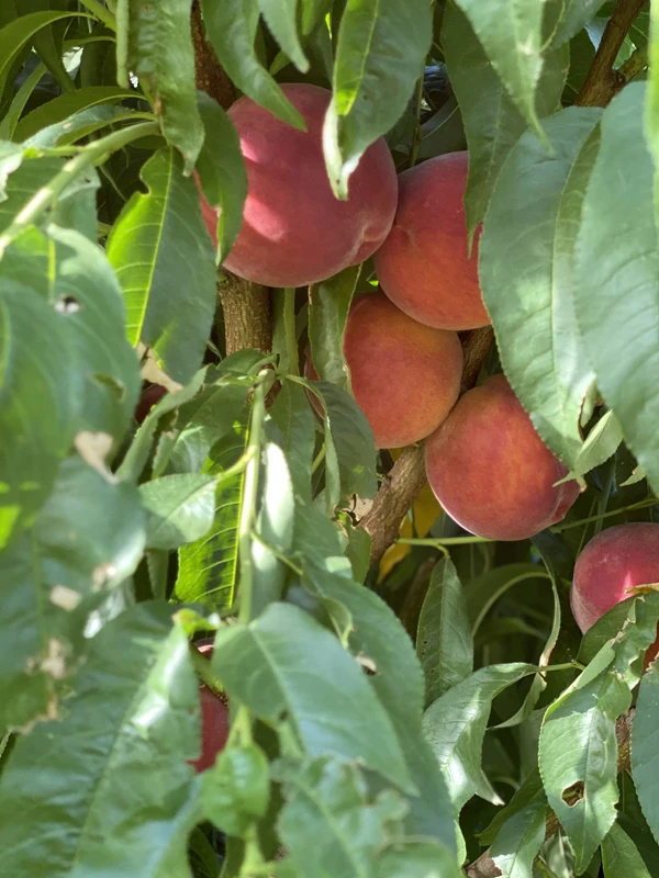 Carefully Selected Wholesale Price High Premium Quality Organic Juicy Sweet Fresh Peaches