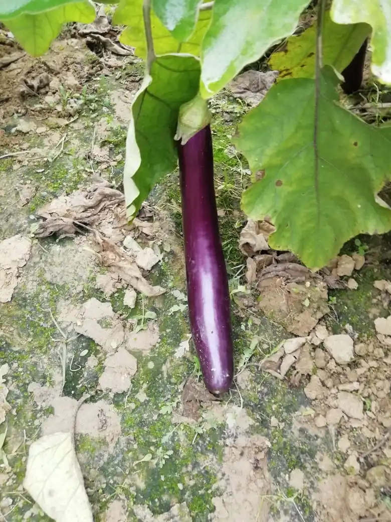  2021 семян баклажана F1 SOFIA HIGH YEILDING HYBRID