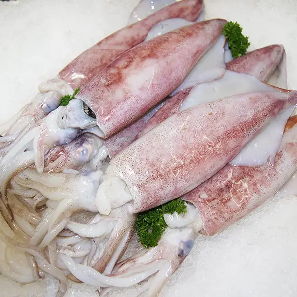 frozen squid frozen squid tube frozen squid ring specification