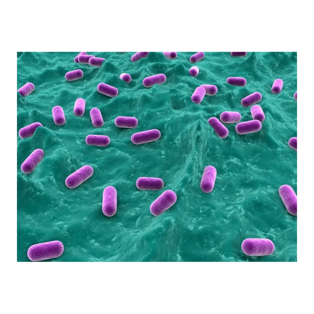 
Pediococcus Acidilactici Probiotics Supplement - Zealmax Biopharma 