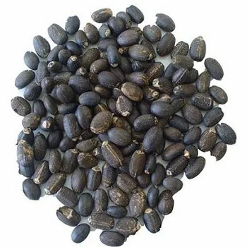 
Organic Dried Jatropha Seeds for sale 