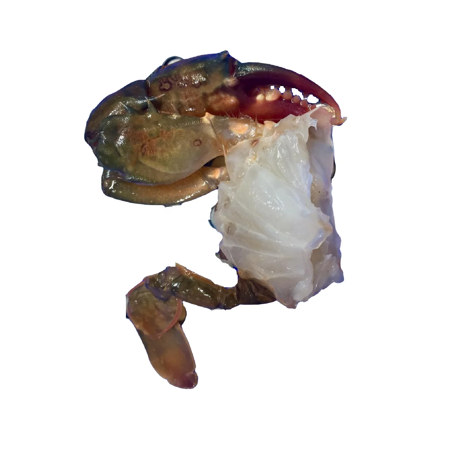 Soft Shell Crab Haft Cut Frozen IQF Best Quality Master Seafood Product Size 50-100gm Origin Bangladesh Wholesale offer Price