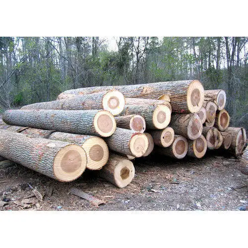 timber logs