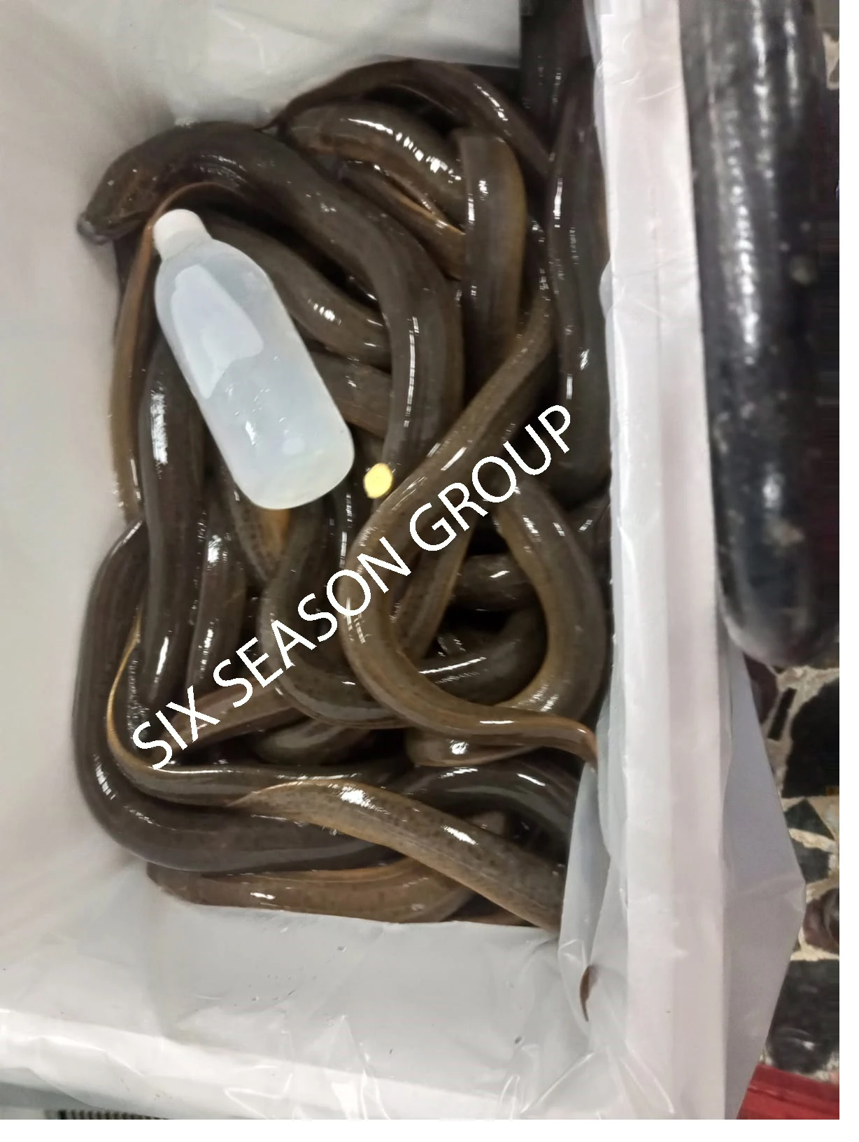 Factory Price High Quality Fresh Eel Fish Long Fin Live Eel Fish Sweet Water Asian Swamp conger Eel Fish From Bangladesh