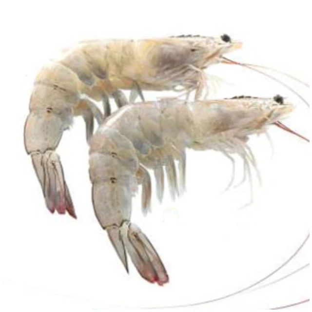 
Frozen Red Shrimp Headless White Pud Large Crystal Shrimp Vannamei Culture Per Piece Frozen Breaded Shrimp With White Crumb 