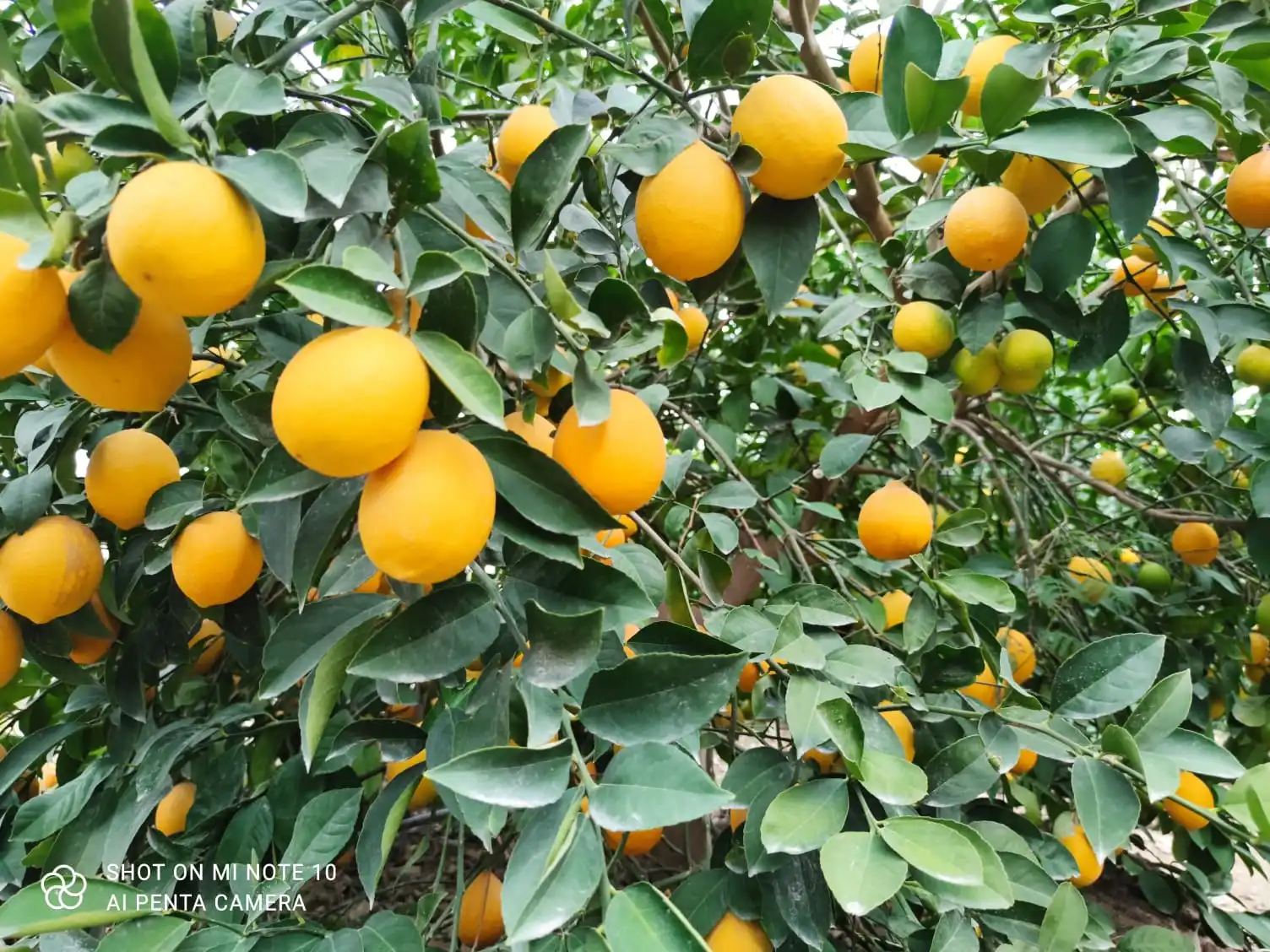 MDT Product production - Green Tech Ferro Mix - EC Fertilizer  - Liquid Fertilizer  - Fertilizer Solution With Iron Content