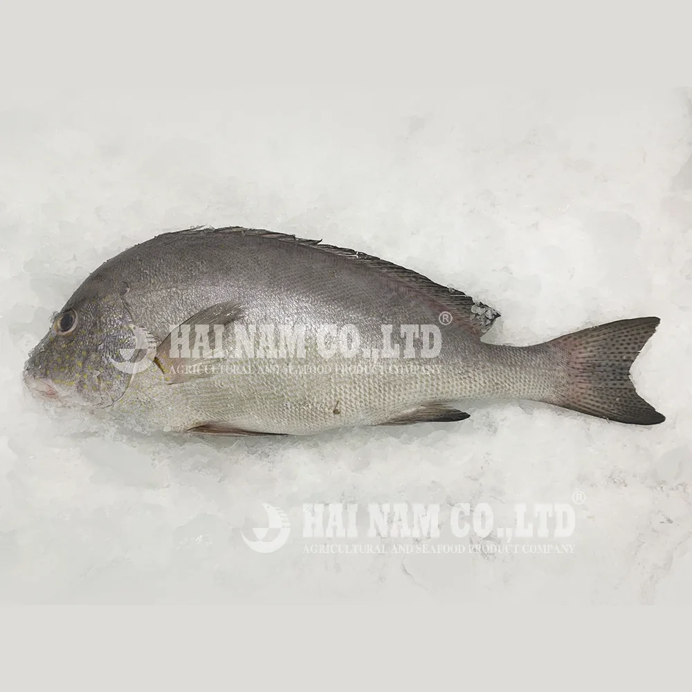 Characteristics Taste A Grade Natural Feature Fillet Frozen Sweetlips Fish Made In Vietnam