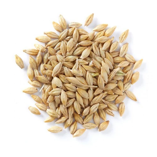 Feed Barley / Barley for animal feeding / USA feed barley in bulk for export
