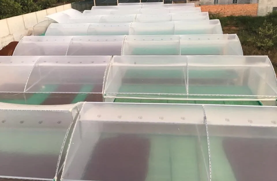 100% вьетнамский натуральный какао-порошок/какао-семена