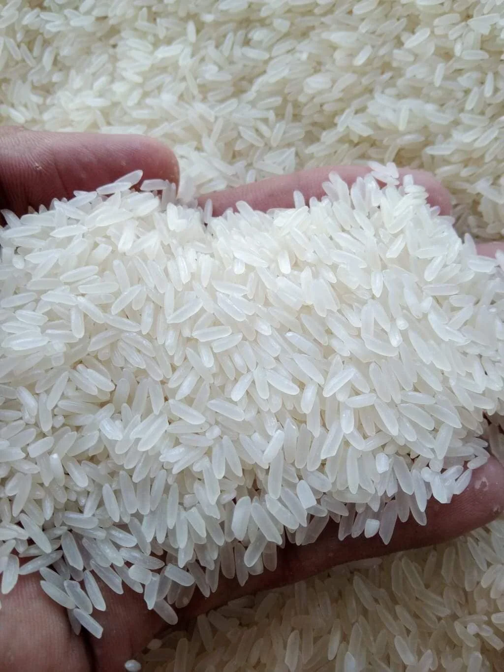 Vietnam Jasmine rice - Export Winter Spring Quality jasmine export For Every Budget.