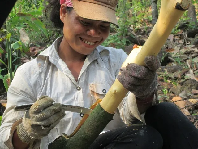 Cinnamon Top product 100% Natural Dried Cinnamon powder made in Vietnam 2022 cinnamon oil Chilli & Pepper