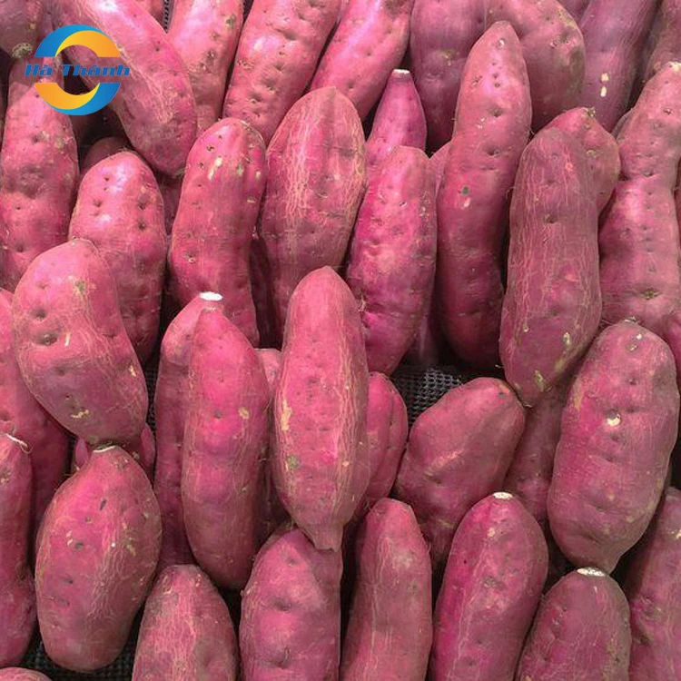 Vietnam High Quality For Exports Nutrient And Delicious Japan Purple Sweet Potato Fresh