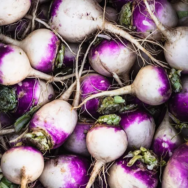 Fresh radish turnip