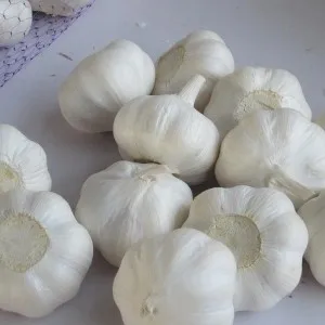 2021 New crop fresh natural normal 4p Pure White Garlic