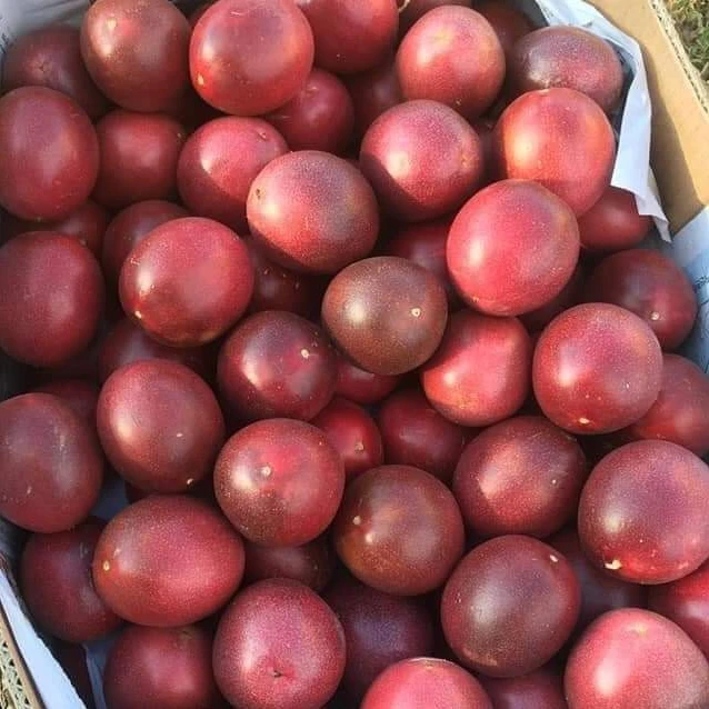 Лучший выбор Shelflife 45 - 60 дней для свежих сладких страстных фруктов, сделанных во вьетнаме с корзинной упаковкой