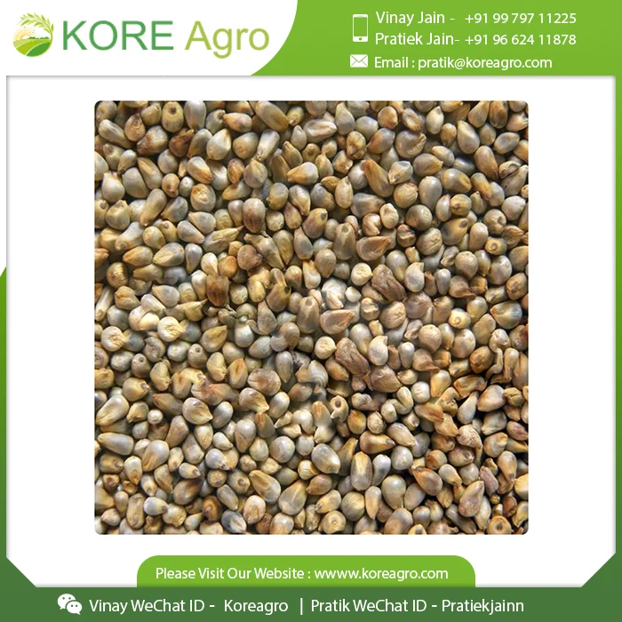  Низкая цена на новейшие сушеные без глютена органические семена пса лучшее качество зерна поставщик из Индии