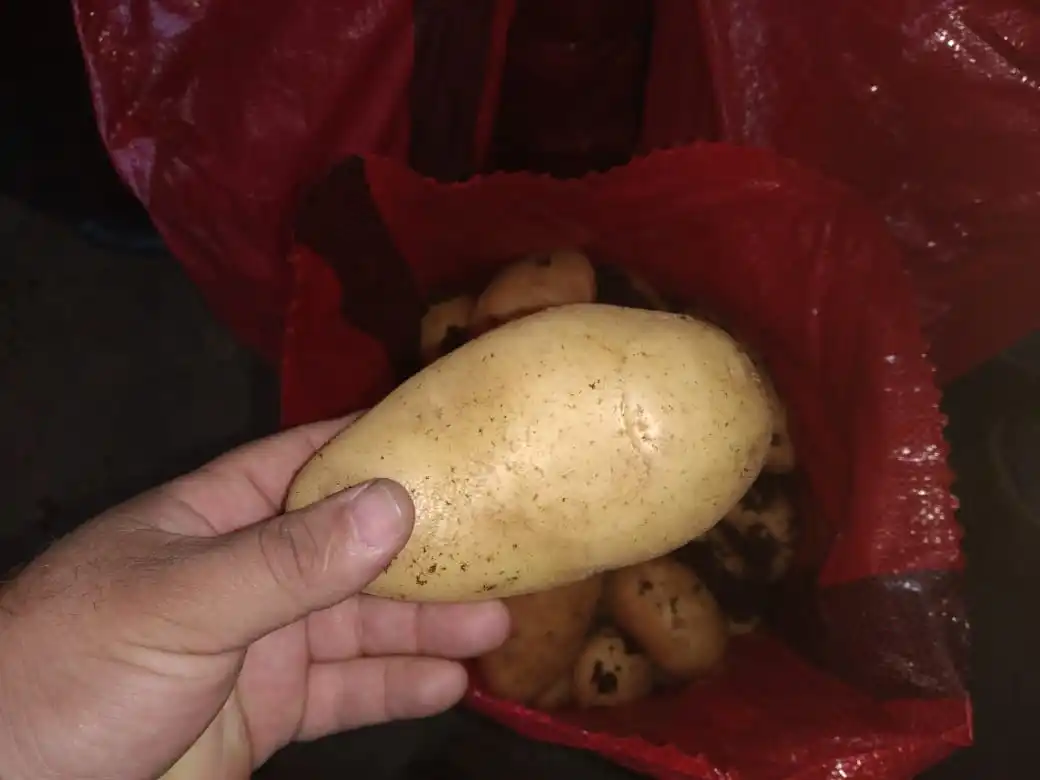  Свежий картофель из египта высокого