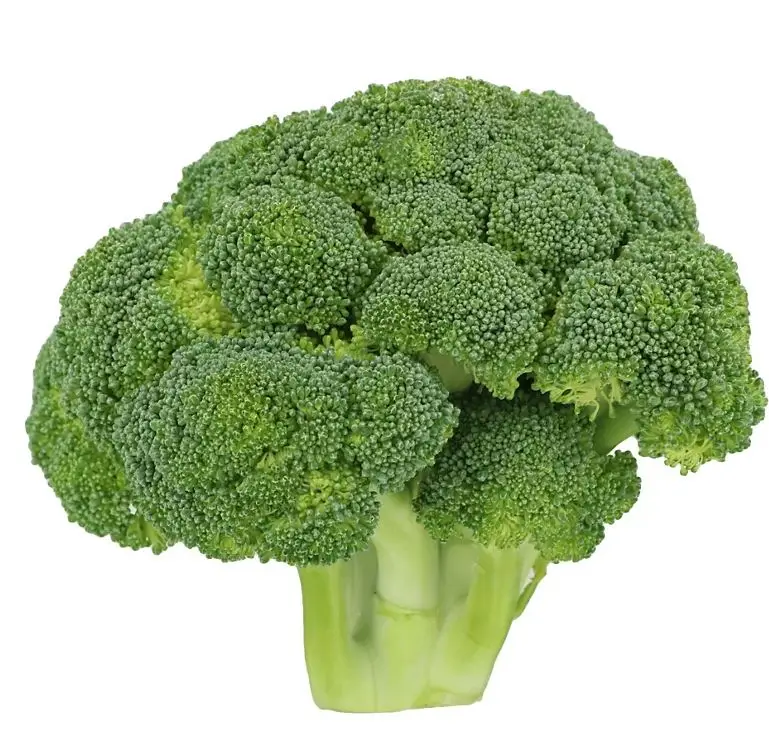 Wholesale Best Quality Fresh Broccoli For Sale In Cheap Price