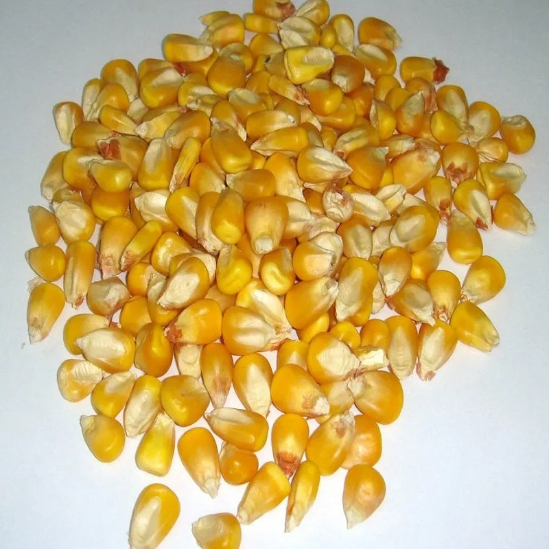 YELLOW MAIZE / YELLOW CORN FOR ANIMAL FEED
