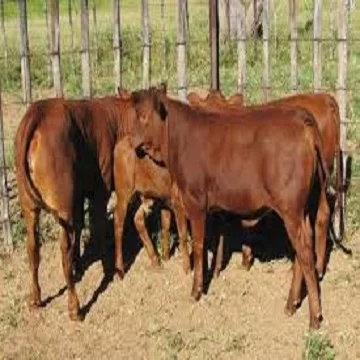 
Live Healthy Cattle 