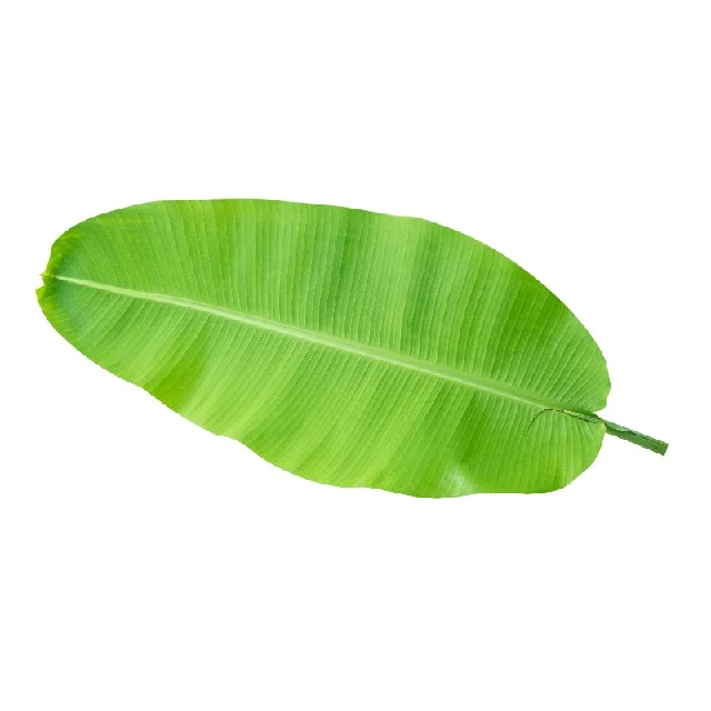 100% natural fresh banana leaf from India export banana leaves best price in India