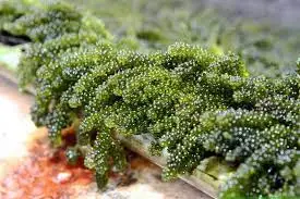 SEAGRAPES // зеленые водоросли морской виноград зеленая Икра из Вьетнама. Г-жа лавита перен +
