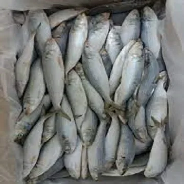 Конская скумбрия/свежая замороженная скумбрия 400-600