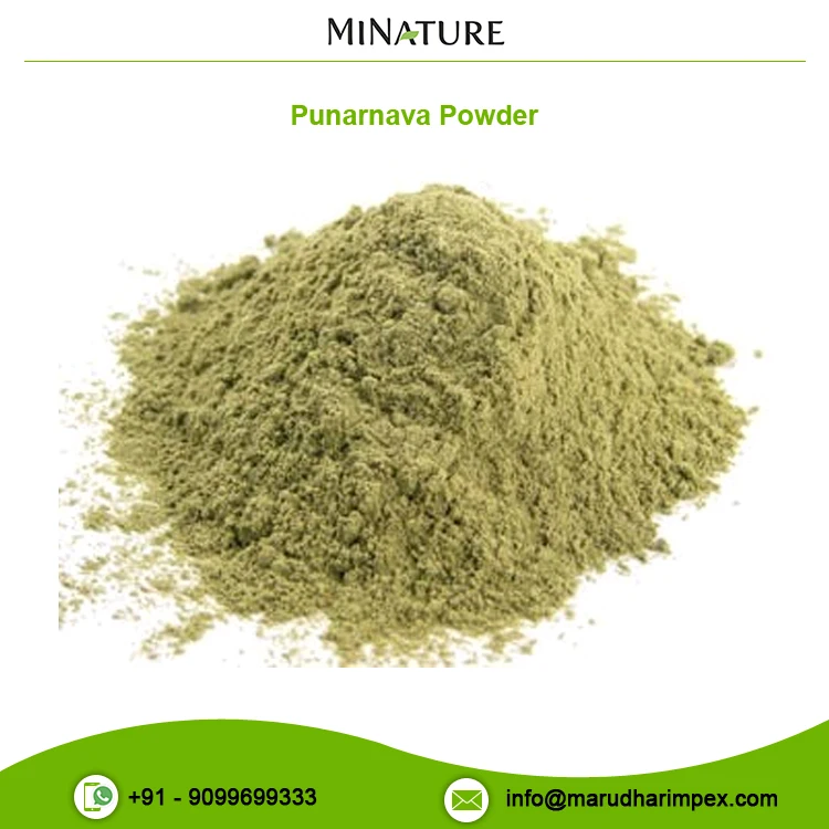 Genuine Quality Herbal Extract Punarnava Powder at Best Market Price