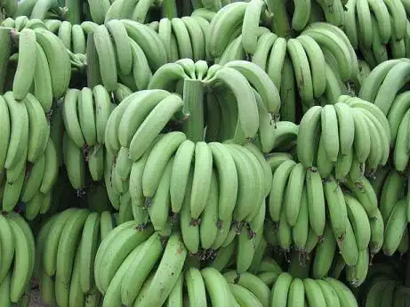 Finest Quality Big Size Fresh  Green Banana (Musa paradisiaca) 100% Exportable In Wholesale Price From India.