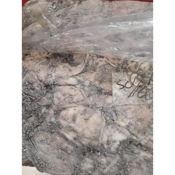 Cuttlefish Frozen New Stock For Selling