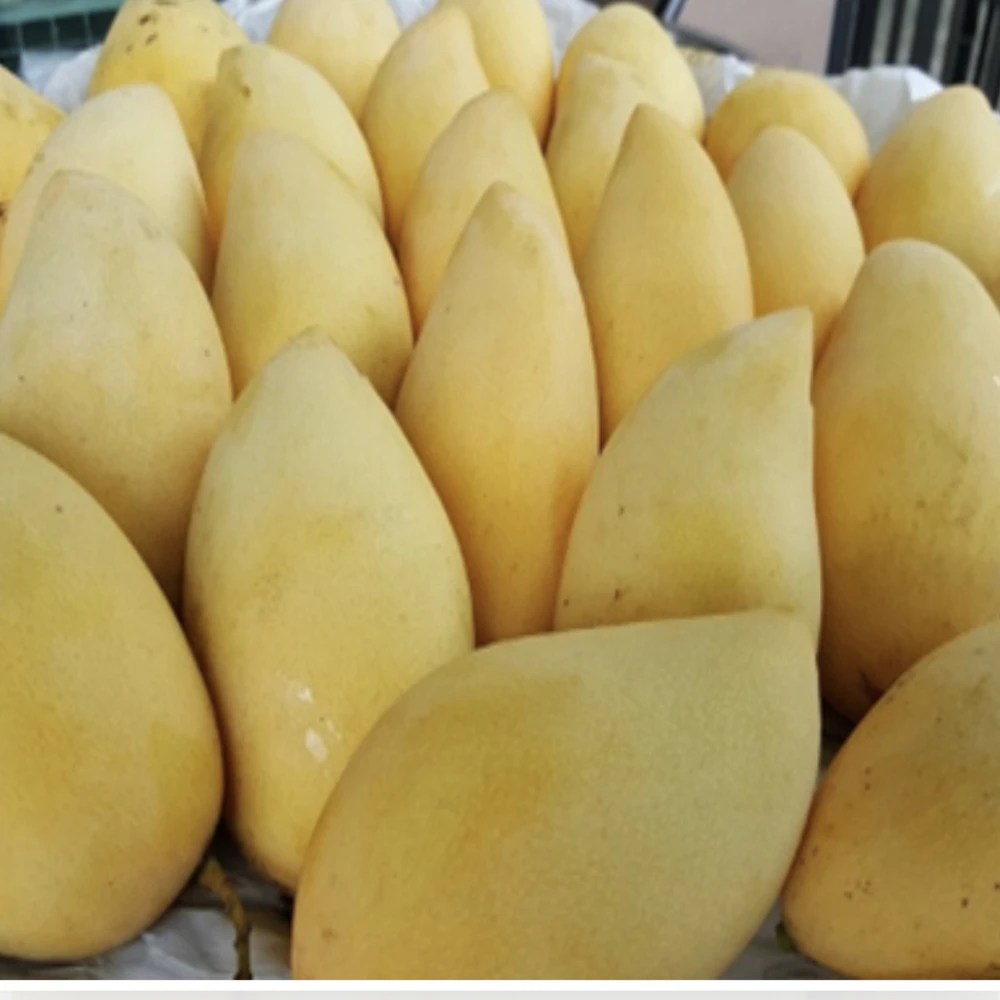 High Quality Fresh Mangos Fruit Sweet Namdokmai  mango fresh from Thailand