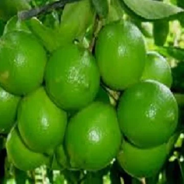 Зеленый лайм сделано во Вьетнаме свежий зеленый без косточек извести Вьетнам Лайм