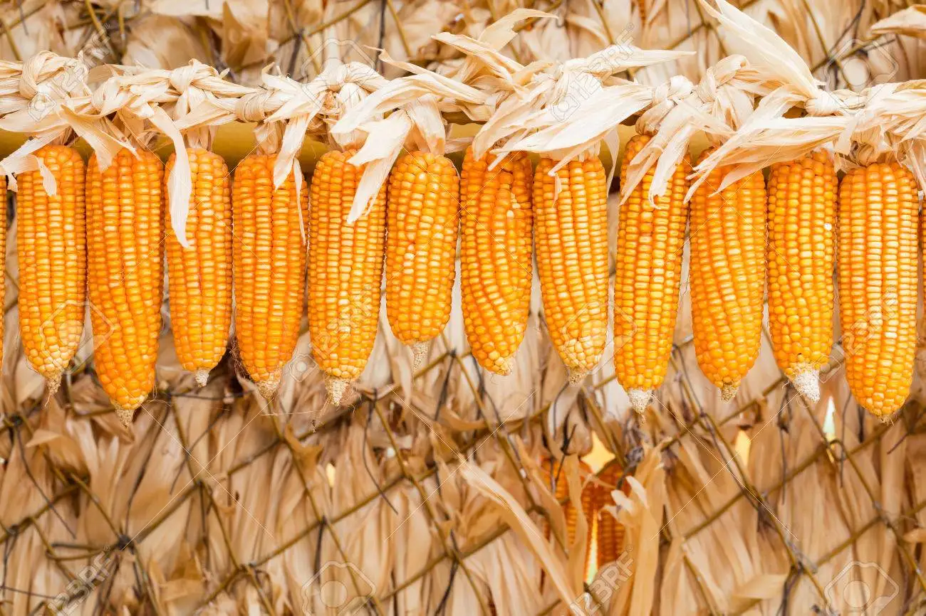 Super Quality Natural Non GMO Yellow Maize/Corn