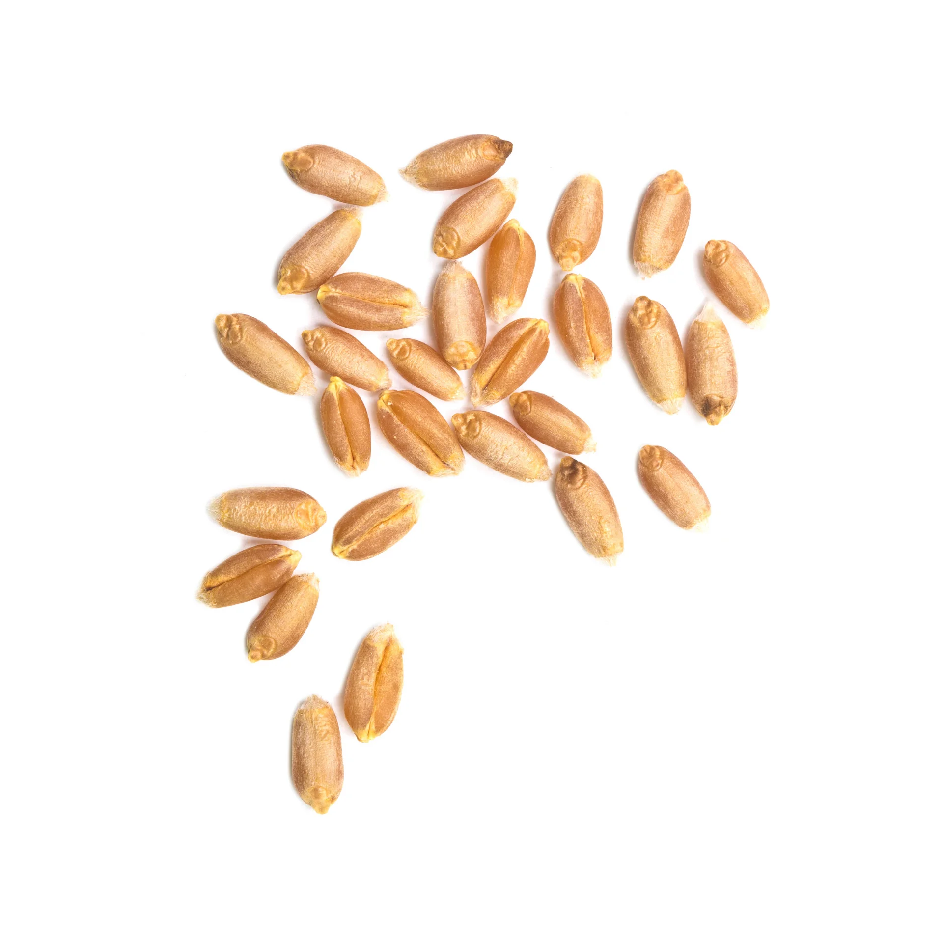 Зерна пшеницы HS420-высокое качество