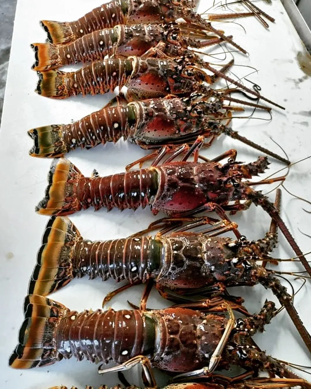 Top Quality High Grade Live Lobster and Crayfish Lobsters Available
