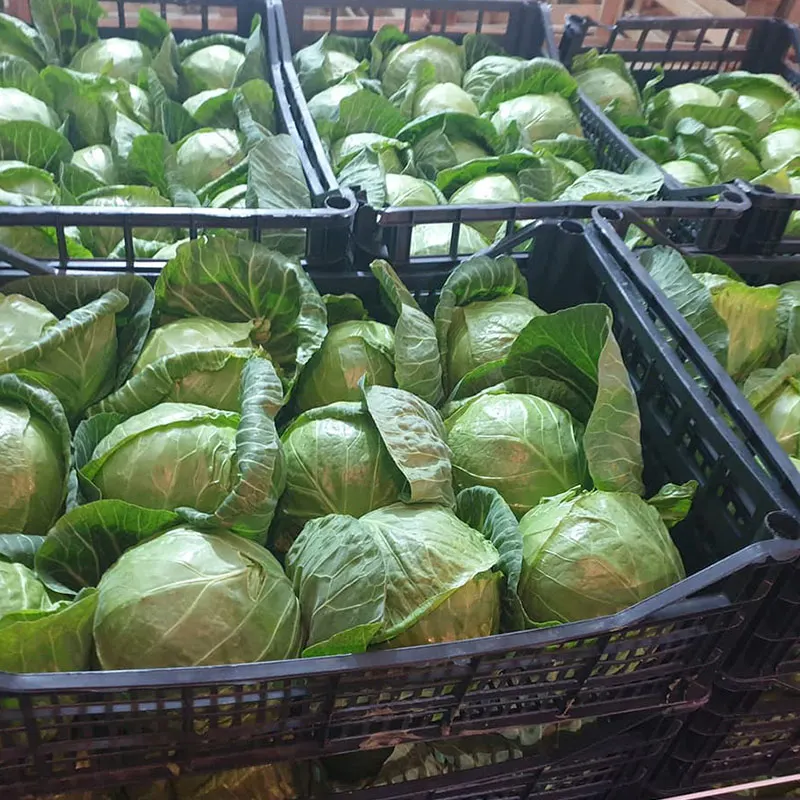Лидер продаж капуста для экспортной поставки вкусные свежие зеленые овощи нового сезона во Вьетнаме // Ms