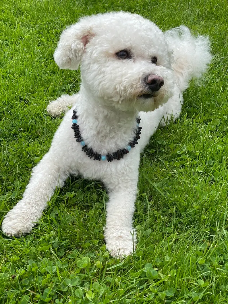 Raw Baltic Amber pet collar, Amber and gemstone Turquoise dog Collar, Various sizes